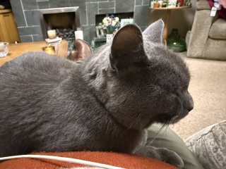 Carry On Catting - the Excellent Cats do what they do best