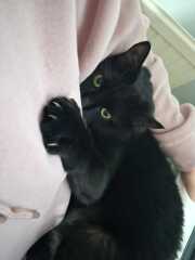 Thanks for the cat photos!