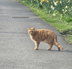 Carry On Catting - the Excellent Cats do what they do best