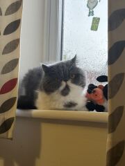 Pampered, Persian, Princess Penelope