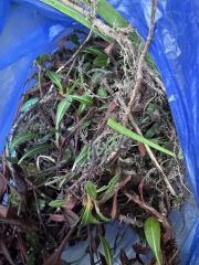 What have you done in the garden today? Part 8