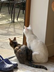 Carry On Catting - the Excellent Cats do what they do best