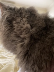 Carry On Catting - the Excellent Cats do what they do best