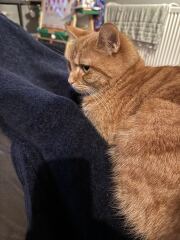 Carry On Catting - the Excellent Cats do what they do best