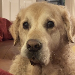 Vet advice… AIBU about costs.