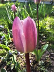 Tulip bulbs - plant BEFORE or AFTER the first frost?