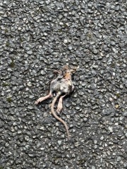 Mouse or rat?!