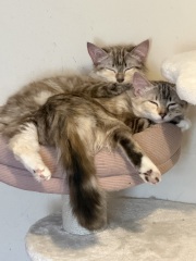 Am I doing something wrong with pets4homes?