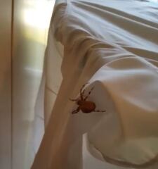 What type of spider is this?!