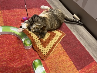 Carry On Catting - the Excellent Cats do what they do best