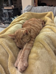 Carry On Catting - the Excellent Cats do what they do best