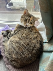 Carry On Catting - the Excellent Cats do what they do best