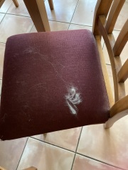 Carry On Catting - the Excellent Cats do what they do best