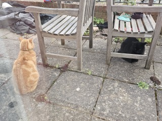 Carry On Catting - the Excellent Cats do what they do best