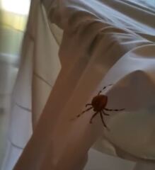 What type of spider is this?!