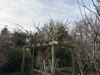 Fan apple trees & wisteria