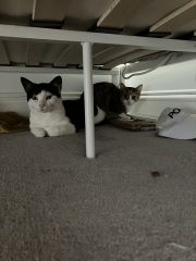 Wanna see our new cats…?