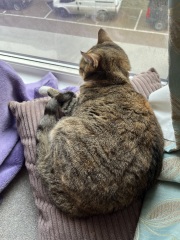 Carry On Catting - the Excellent Cats do what they do best