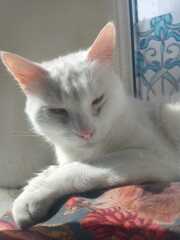 Carry On Catting - the Excellent Cats do what they do best