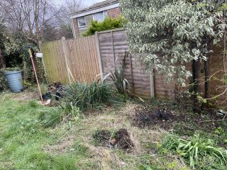 Cat/Bird friendly way to get rid of blackberry invasion