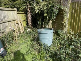 Cat/Bird friendly way to get rid of blackberry invasion