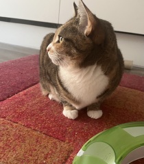 Carry On Catting - the Excellent Cats do what they do best