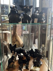 Carry On Catting - the Excellent Cats do what they do best