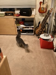 Carry On Catting - the Excellent Cats do what they do best