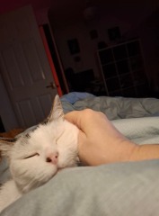 Show me your old cats.