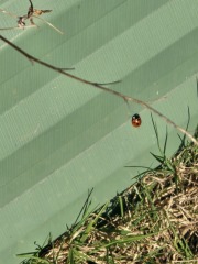 What have you done in the garden today? Part 8