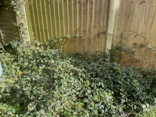 Cat/Bird friendly way to get rid of blackberry invasion