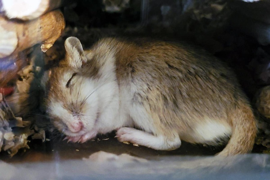 The Bluestocking: To the moon and back gerbil style.