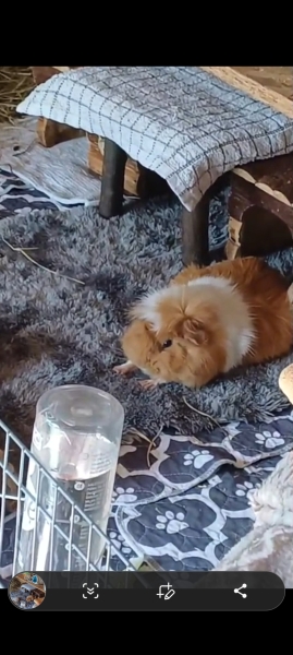 Rabbits or Guinea pigs