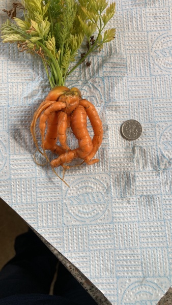 2026 Allotmenteers - have we lost the plot?!