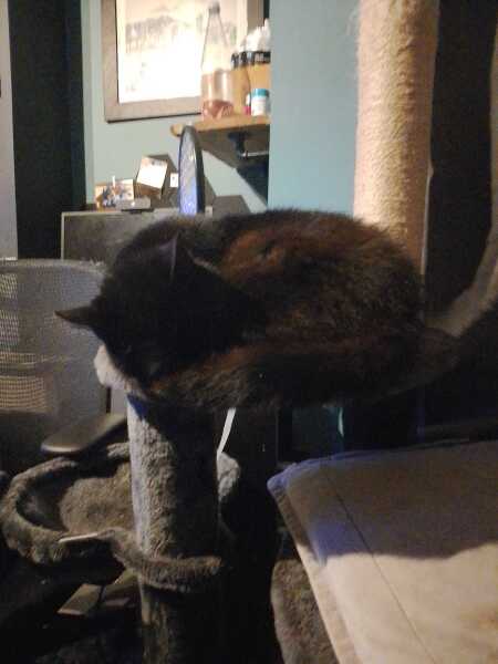 Carry On Catting - the Excellent Cats do what they do best