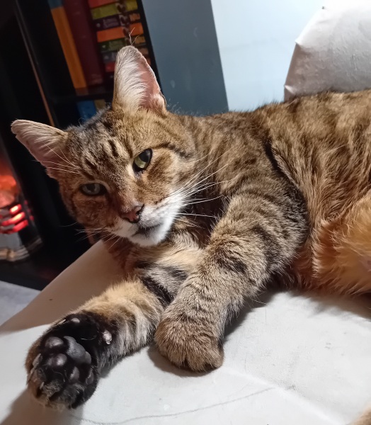 New bf cat sit down- would this annoy you?