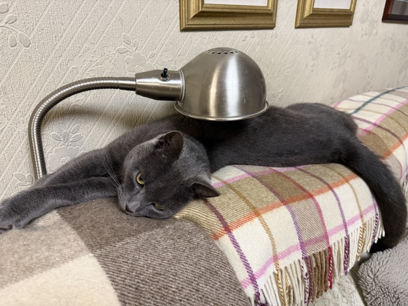 Carry On Catting - the Excellent Cats do what they do best