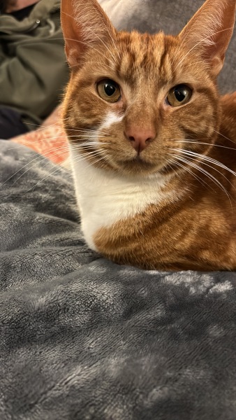 Struggling tonight after our cat was killed by a speeding driver