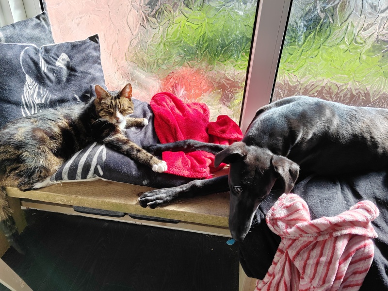 What is your favourite thing about having a pet?