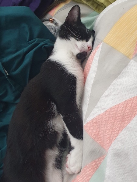Who wants to wait whilst my kittens are born!