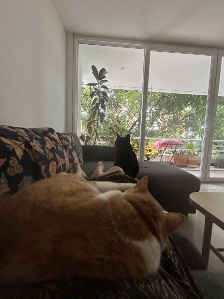 New bf cat sit down- would this annoy you?