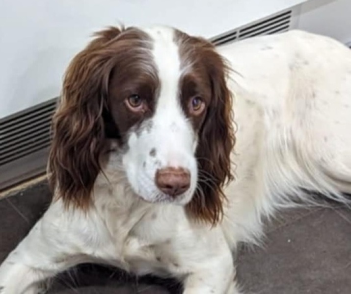 Rescue 10 month old Springer