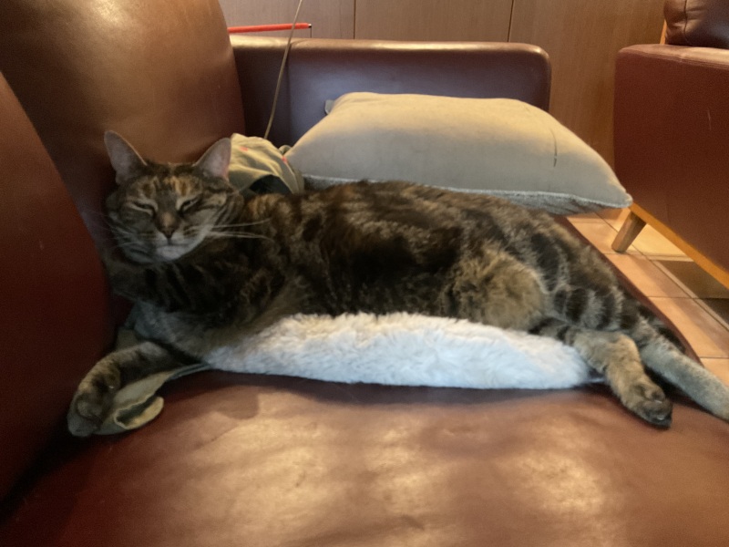 Carry On Catting - the Excellent Cats do what they do best