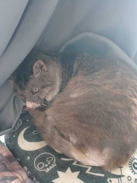 Carry On Catting - the Excellent Cats do what they do best