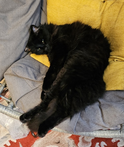 Carry On Catting - the Excellent Cats do what they do best