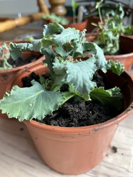 Have I left too many leaves on broccoli cuttings?