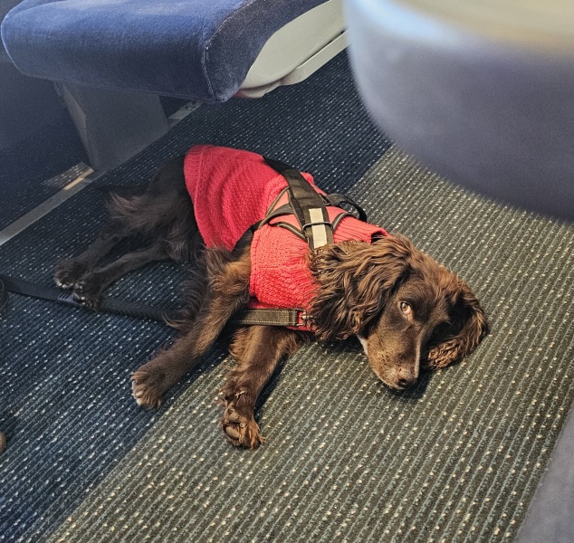 Carry On Catting - the Excellent Cats do what they do best