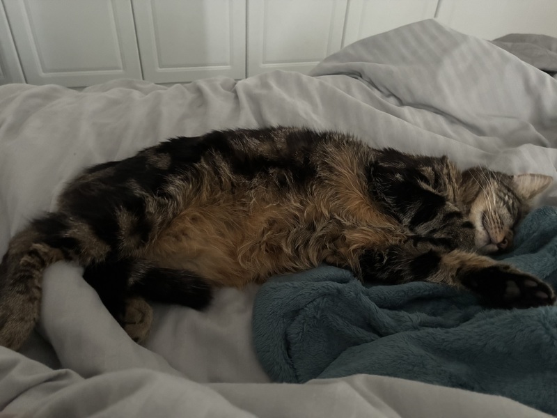 Are rescue centres reluctant to rehome cats to families with young children?