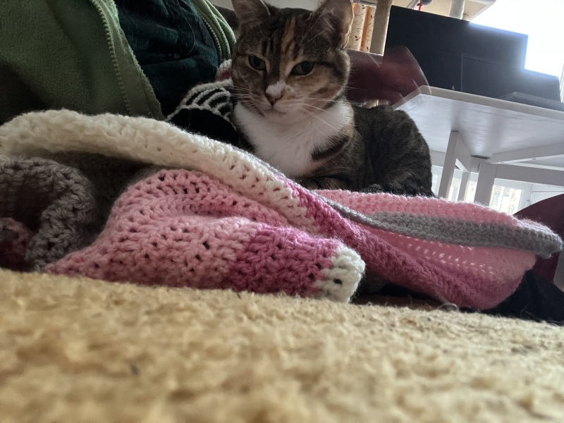 Carry On Catting - the Excellent Cats do what they do best