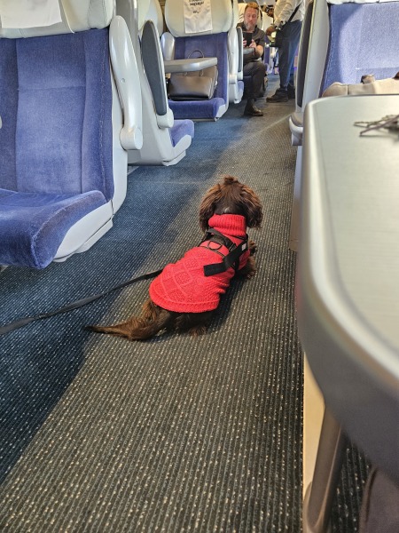 Carry On Catting - the Excellent Cats do what they do best